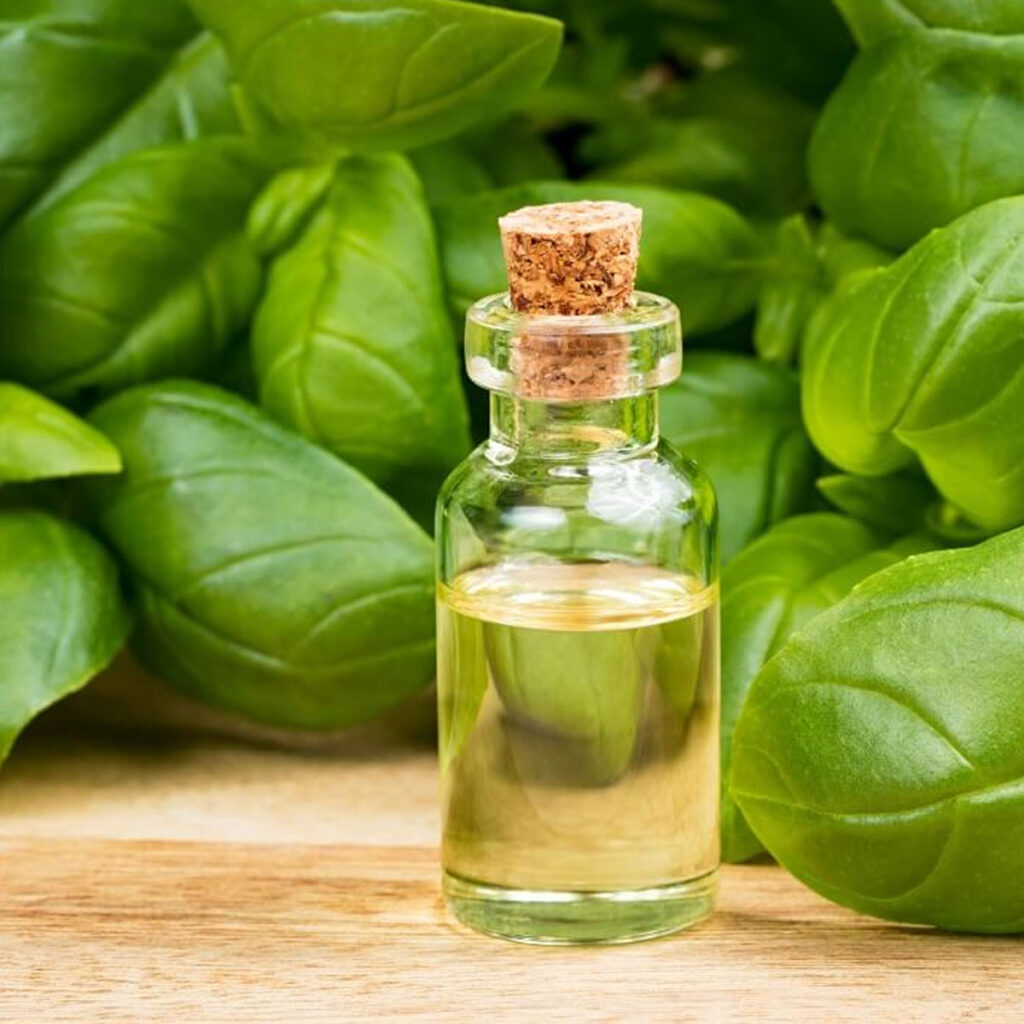 Basil oil Dancorp Exports