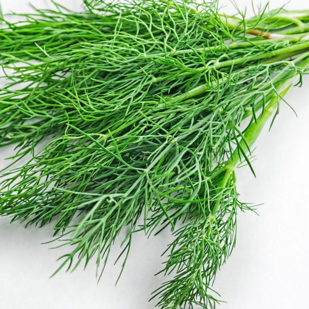 Herbs & Flowers Export Import Company In Canada Dancorp Exports